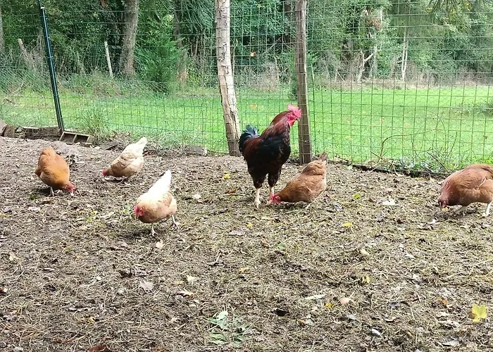 Appartement Dans La Campagne Bourbonnaise