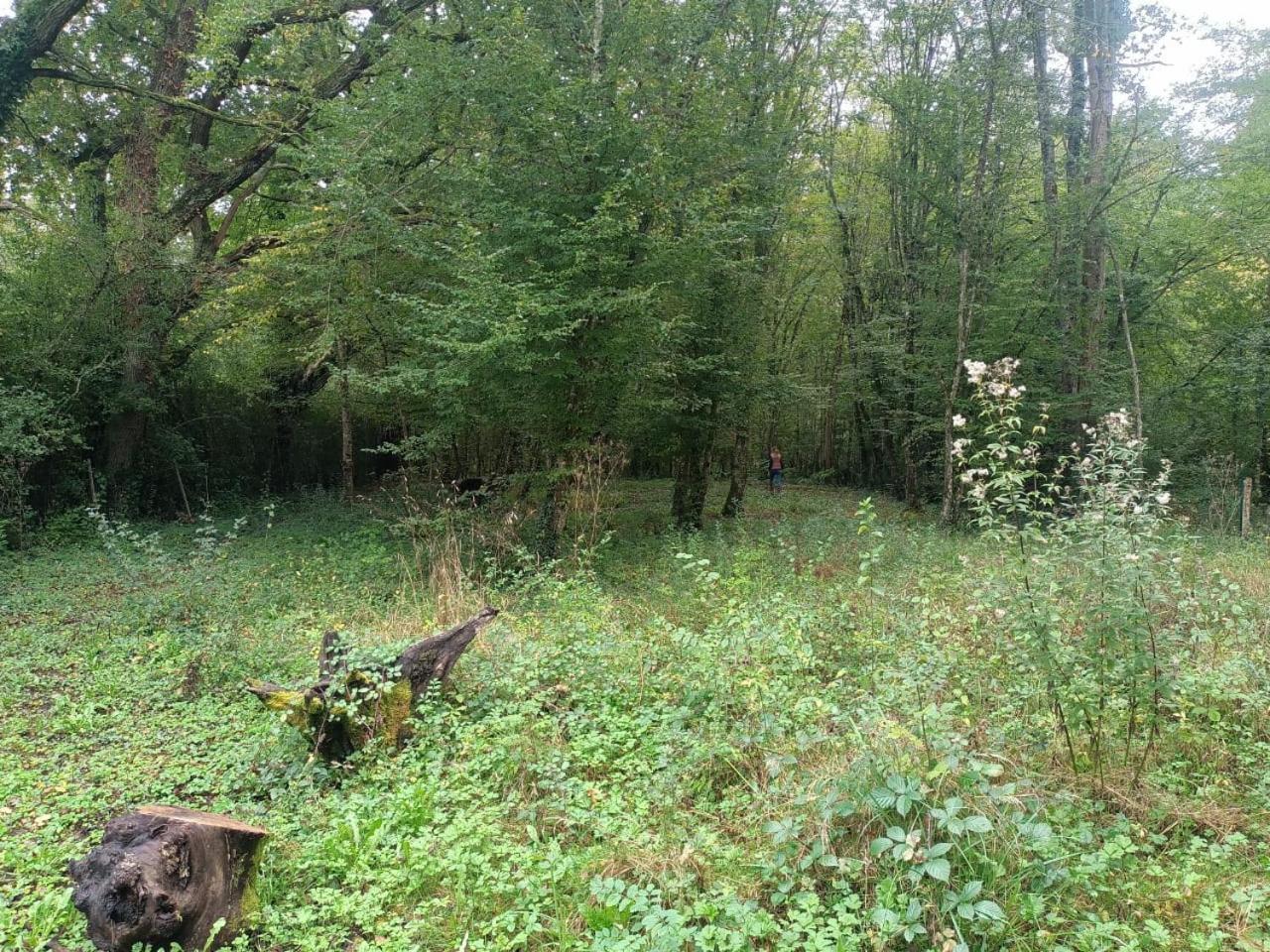 Dans La Campagne Bourbonnaise Pouzy-Mesangy